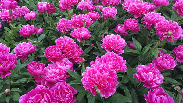 Flower20180504 Flower20180504