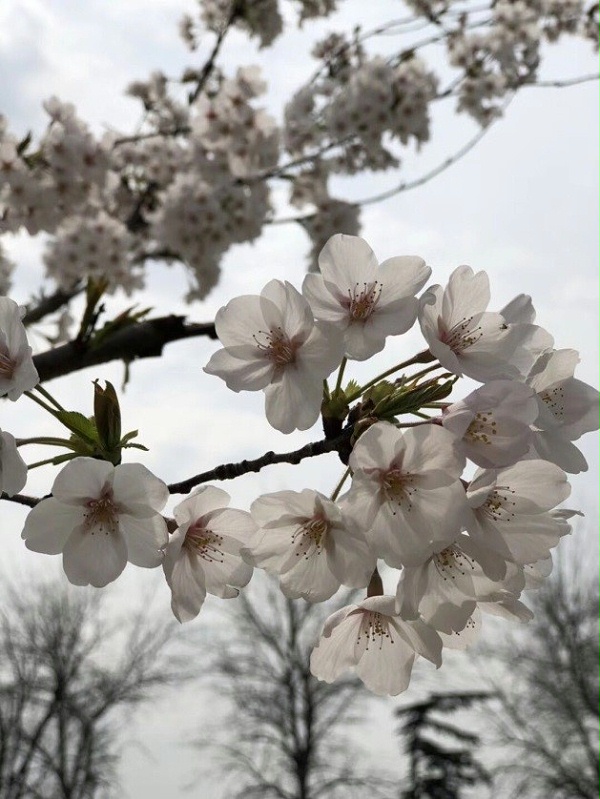 春暖花開忙踏青 春暖花開忙踏青